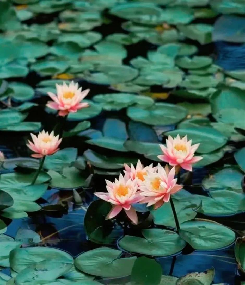 全城都在等的初夏「莫奈花園」,開了!