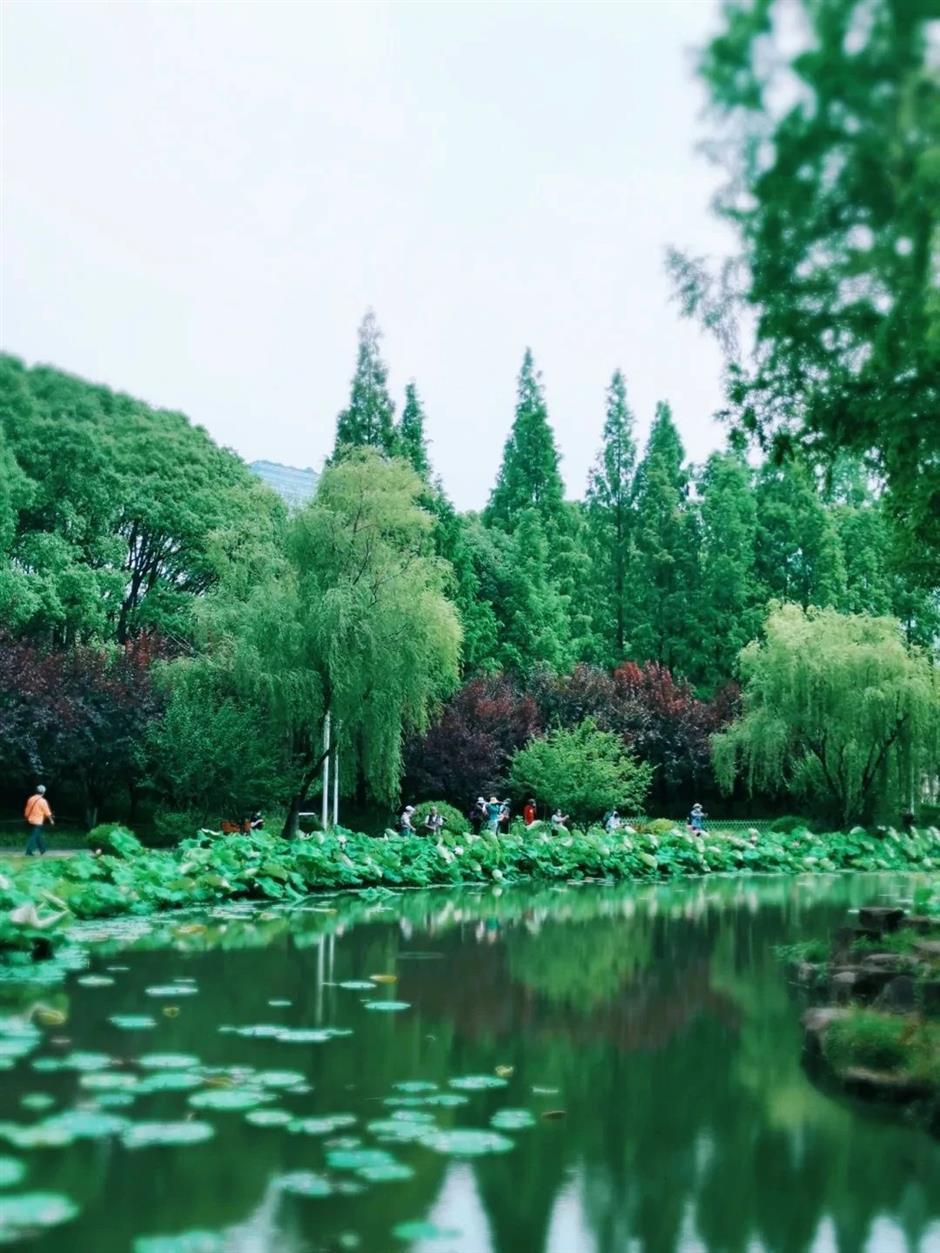 全城都在等的初夏「莫奈花園」,開了!