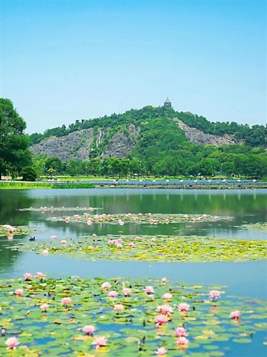 全城都在等的初夏「莫奈花園」,開了!