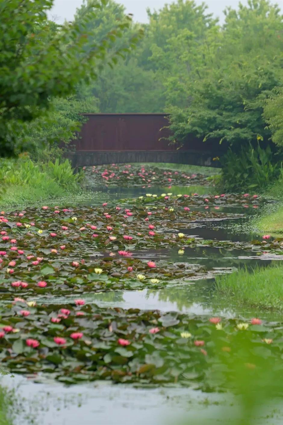 全城都在等的初夏「莫奈花園」,開了!