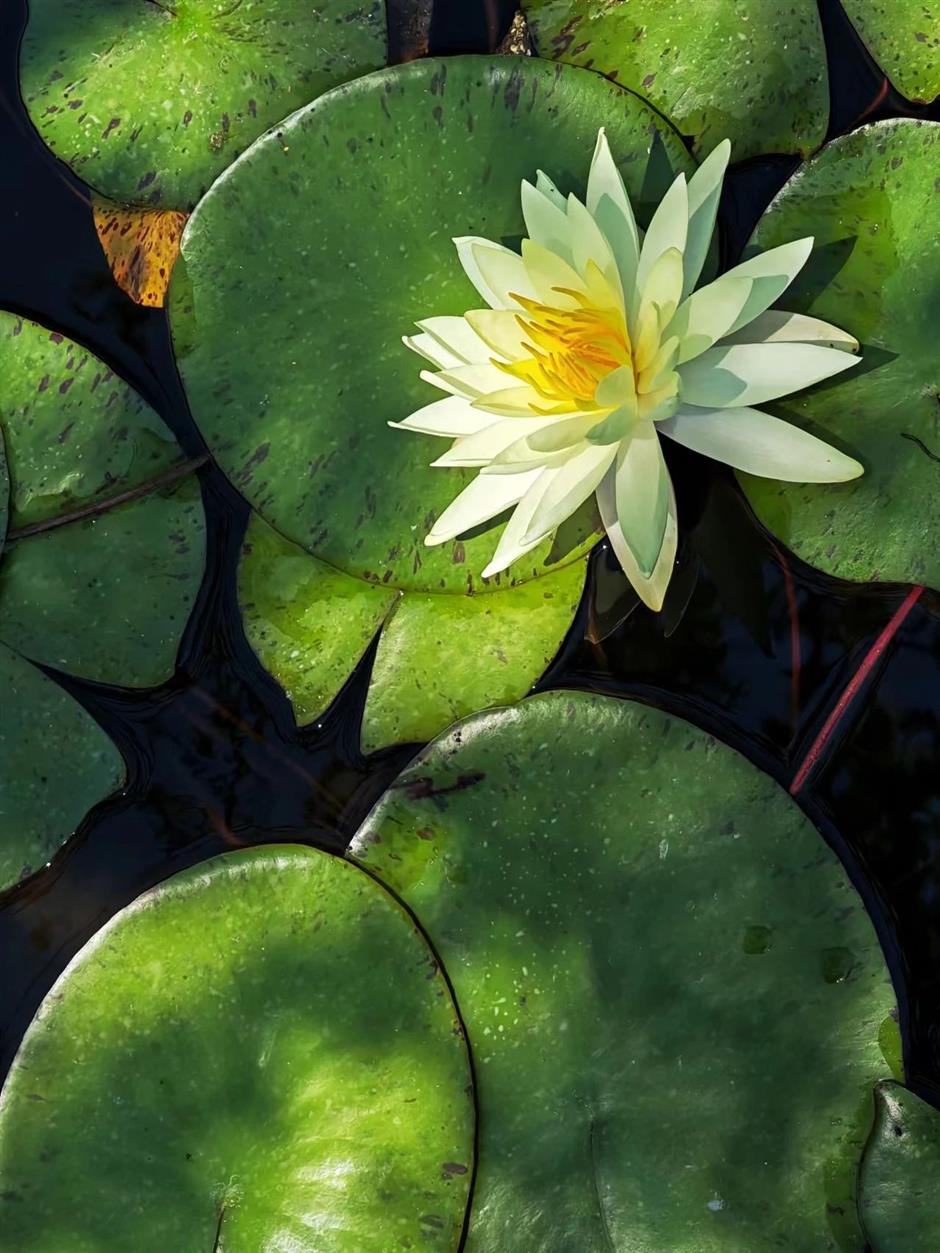全城都在等的初夏「莫奈花園」,開了!