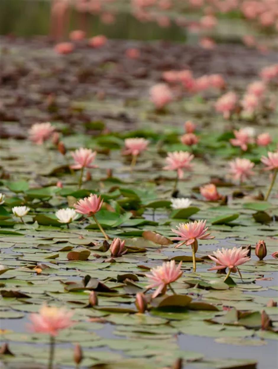 全城都在等的初夏「莫奈花園」,開了!
