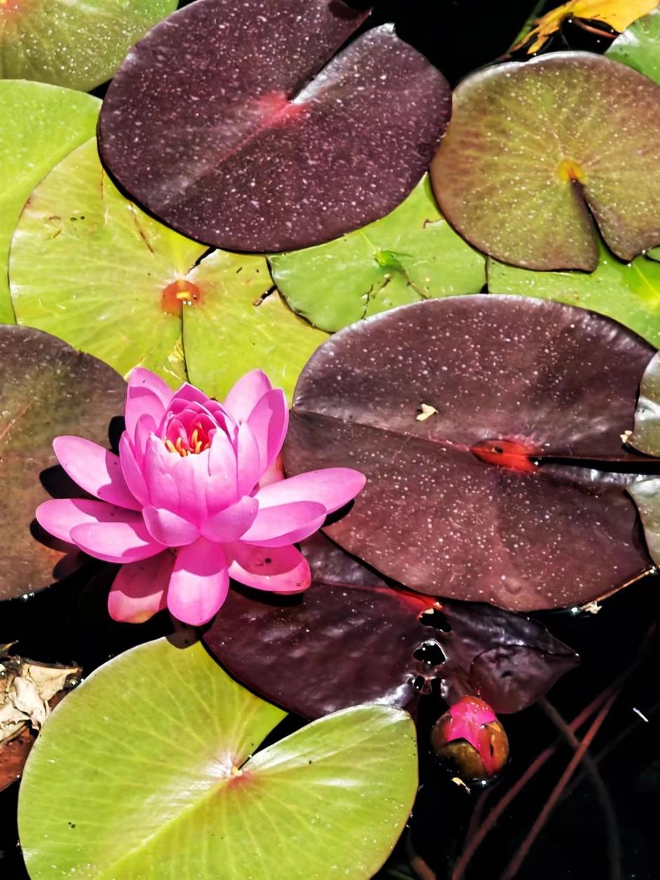 全城都在等的初夏「莫奈花園」,開了!
