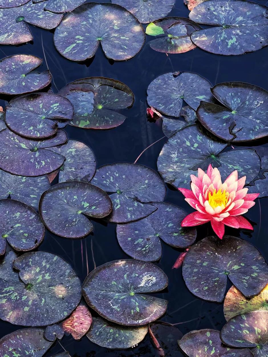 全城都在等的初夏「莫奈花園」,開了!