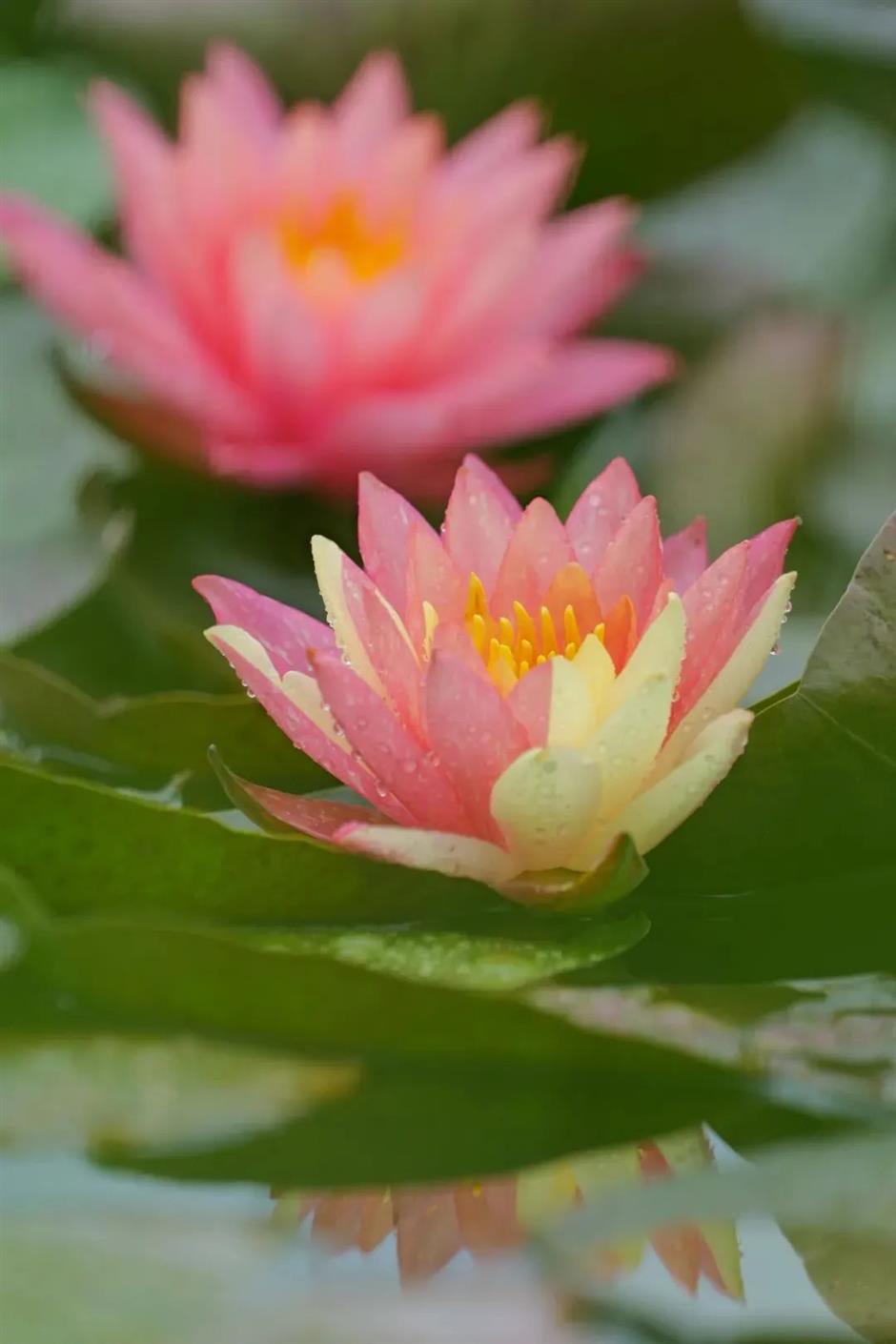 全城都在等的初夏「莫奈花園」,開了!