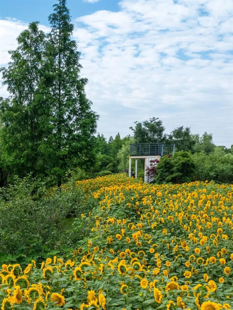 一眼清涼!「夏」一站,躍入郊野古鎮