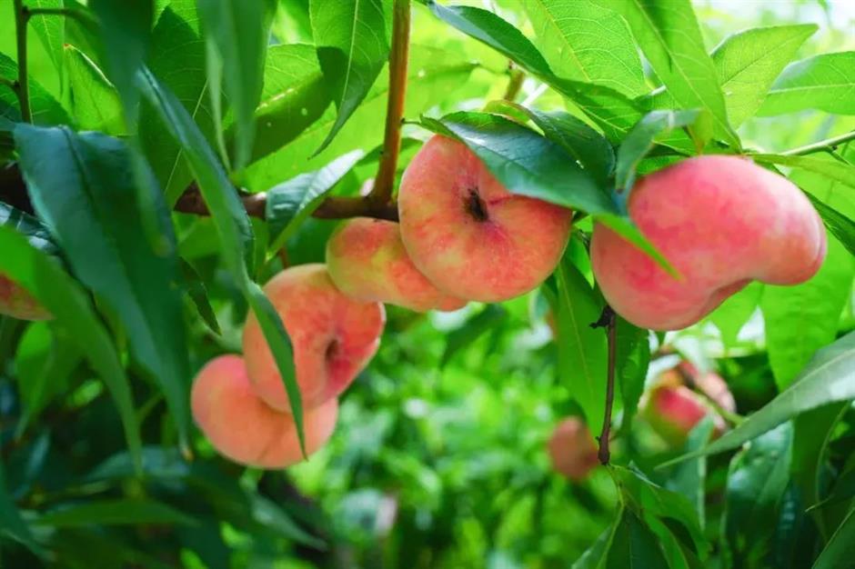 一眼清涼!「夏」一站,躍入郊野古鎮