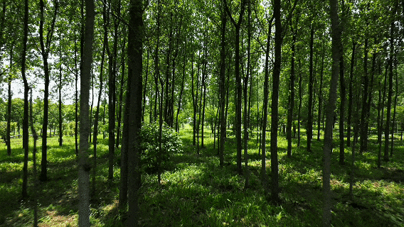 一眼清涼!「夏」一站,躍入郊野古鎮