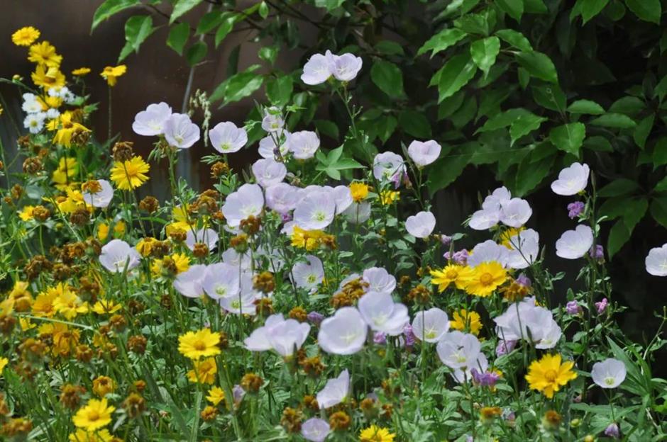 99%的人不知道这片河畔夏日花海!就在上海→