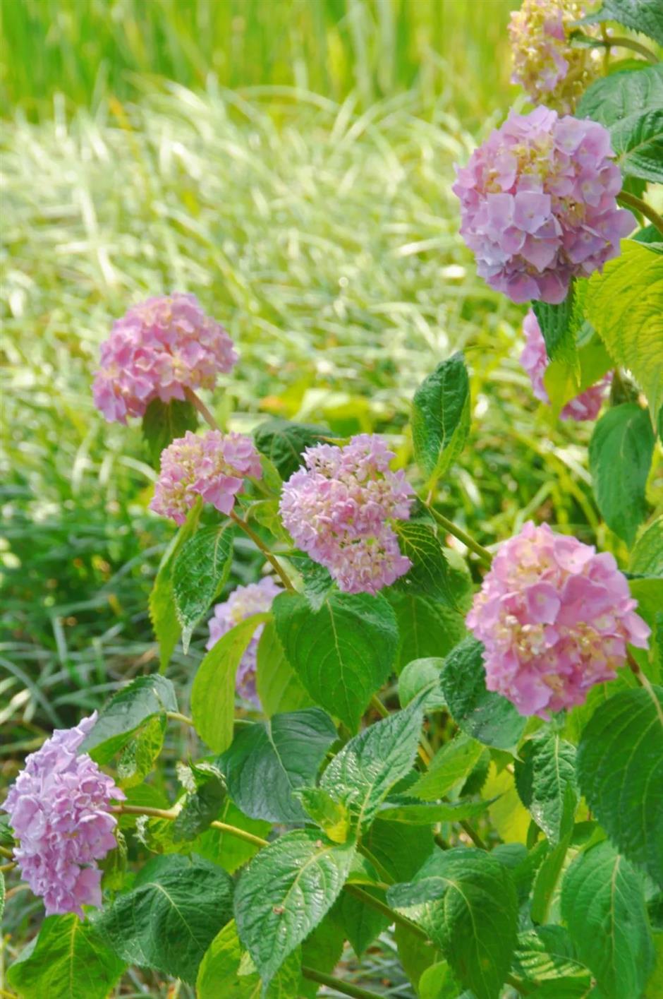 99%的人不知道这片河畔夏日花海!就在上海→