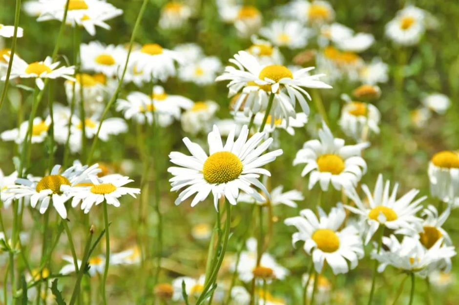 99%的人不知道这片河畔夏日花海!就在上海→