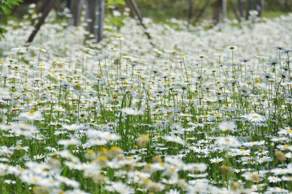 99%的人不知道这片河畔夏日花海!就在上海→