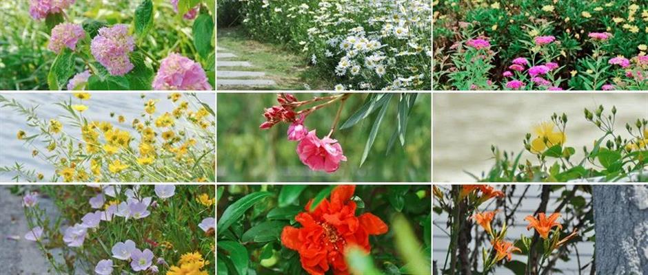 99%的人不知道这片河畔夏日花海!就在上海→