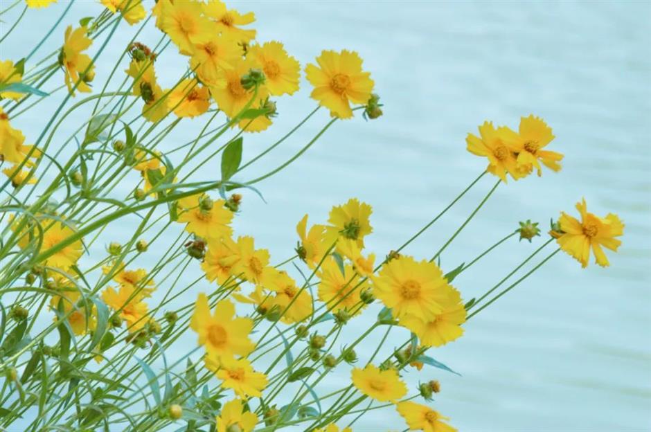 99%的人不知道这片河畔夏日花海!就在上海→