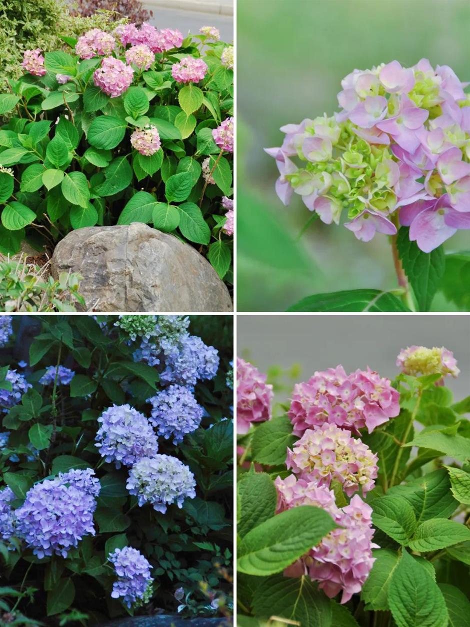 99%的人不知道这片河畔夏日花海!就在上海→