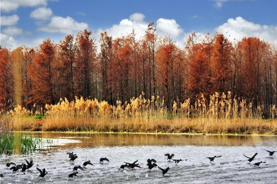 5大主题旅游,带你玩转上海南郊