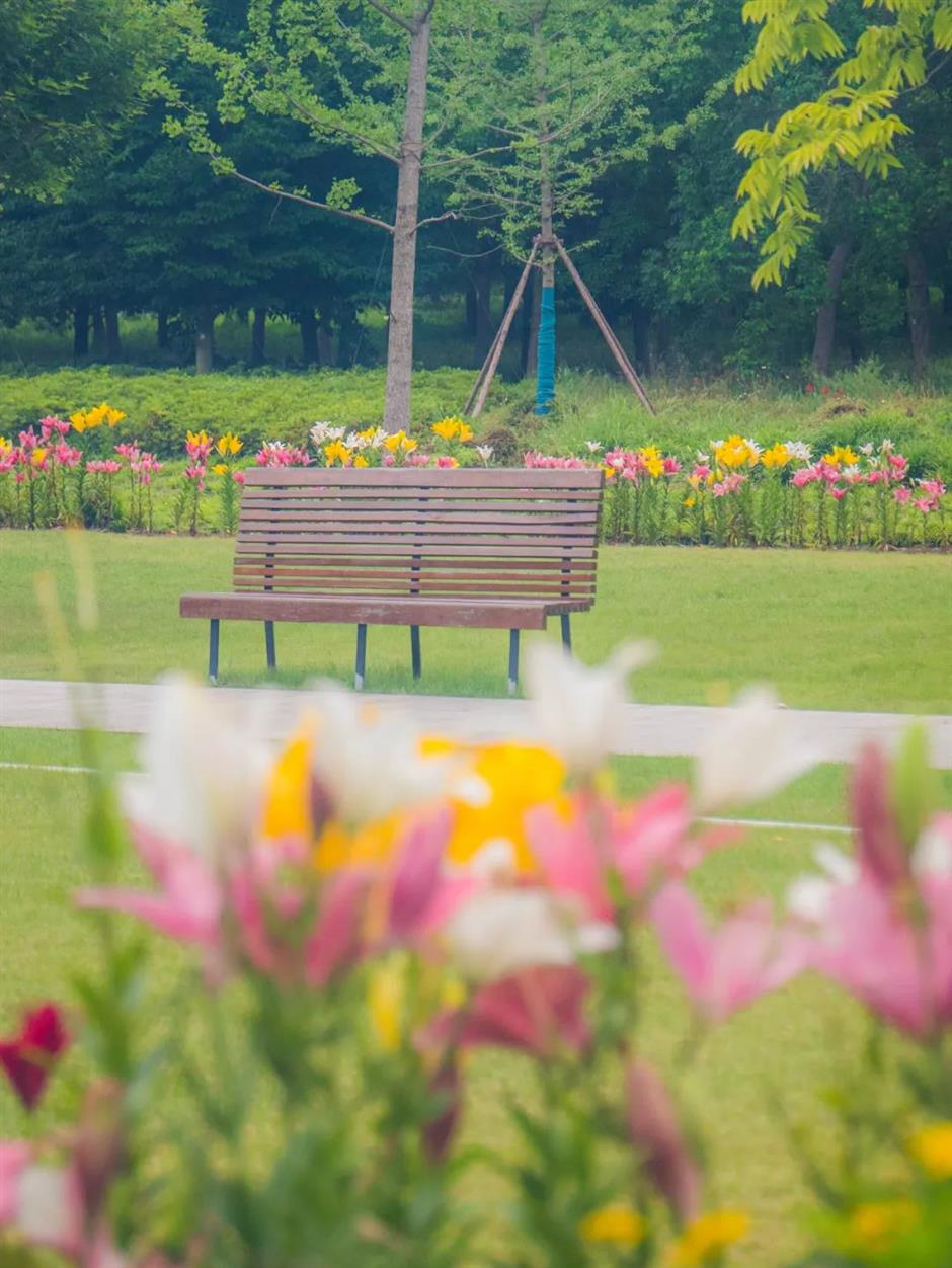 不止「阿勒泰」大草坪!上海市中心這個公園還有野百合、繡球、馬鞭草花海