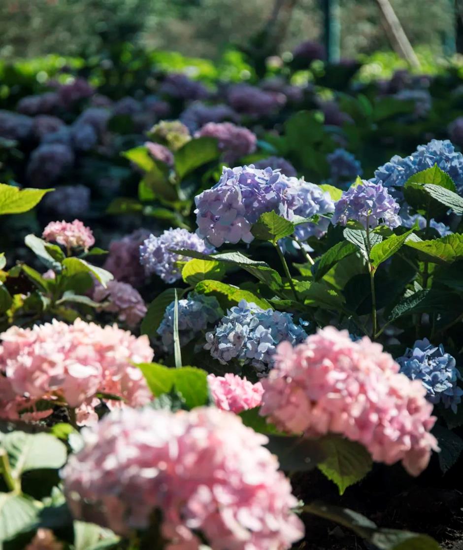 不止「阿勒泰」大草坪!上海市中心這個公園還有野百合、繡球、馬鞭草花海