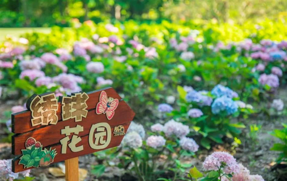 不止「阿勒泰」大草坪!上海市中心這個公園還有野百合、繡球、馬鞭草花海