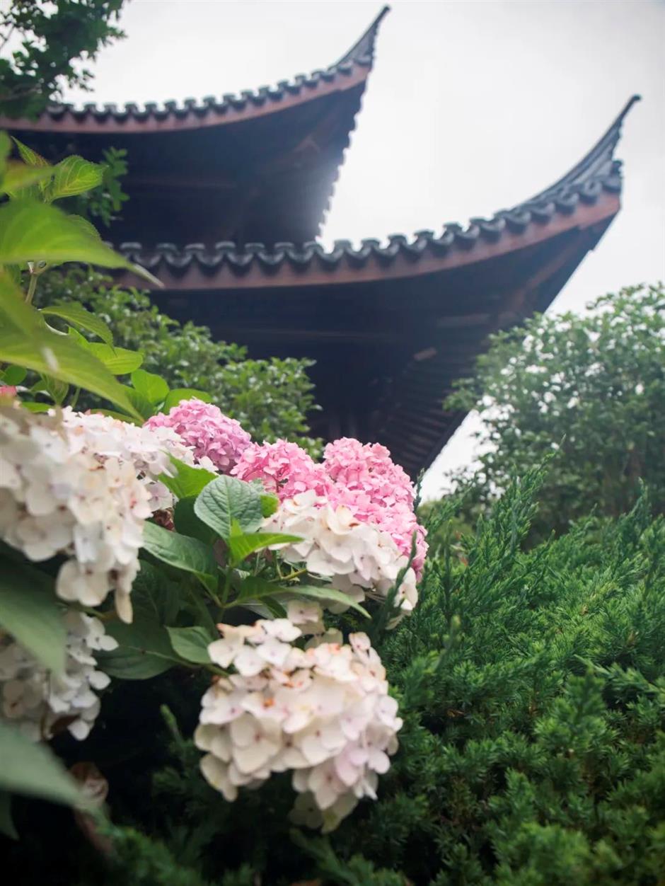 不止「阿勒泰」大草坪!上海市中心這個公園還有野百合、繡球、馬鞭草花海