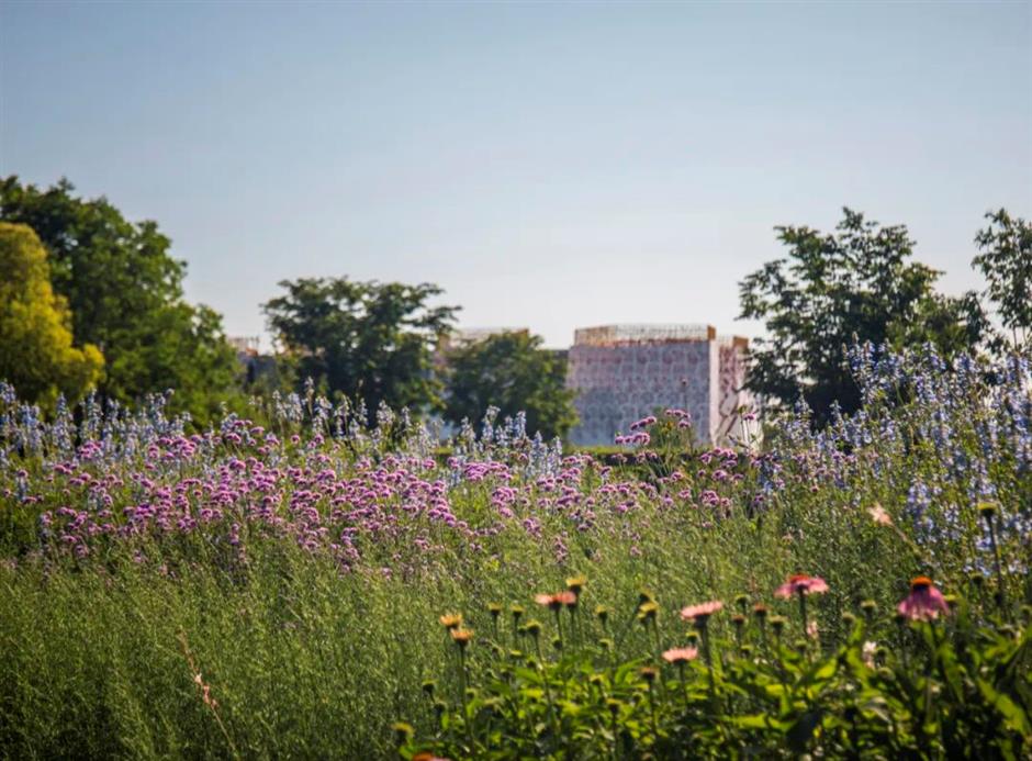 不止「阿勒泰」大草坪!上海市中心這個公園還有野百合、繡球、馬鞭草花海