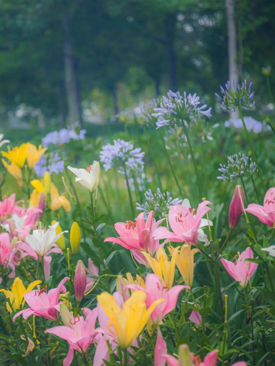 不止「阿勒泰」大草坪!上海市中心這個公園還有野百合、繡球、馬鞭草花海