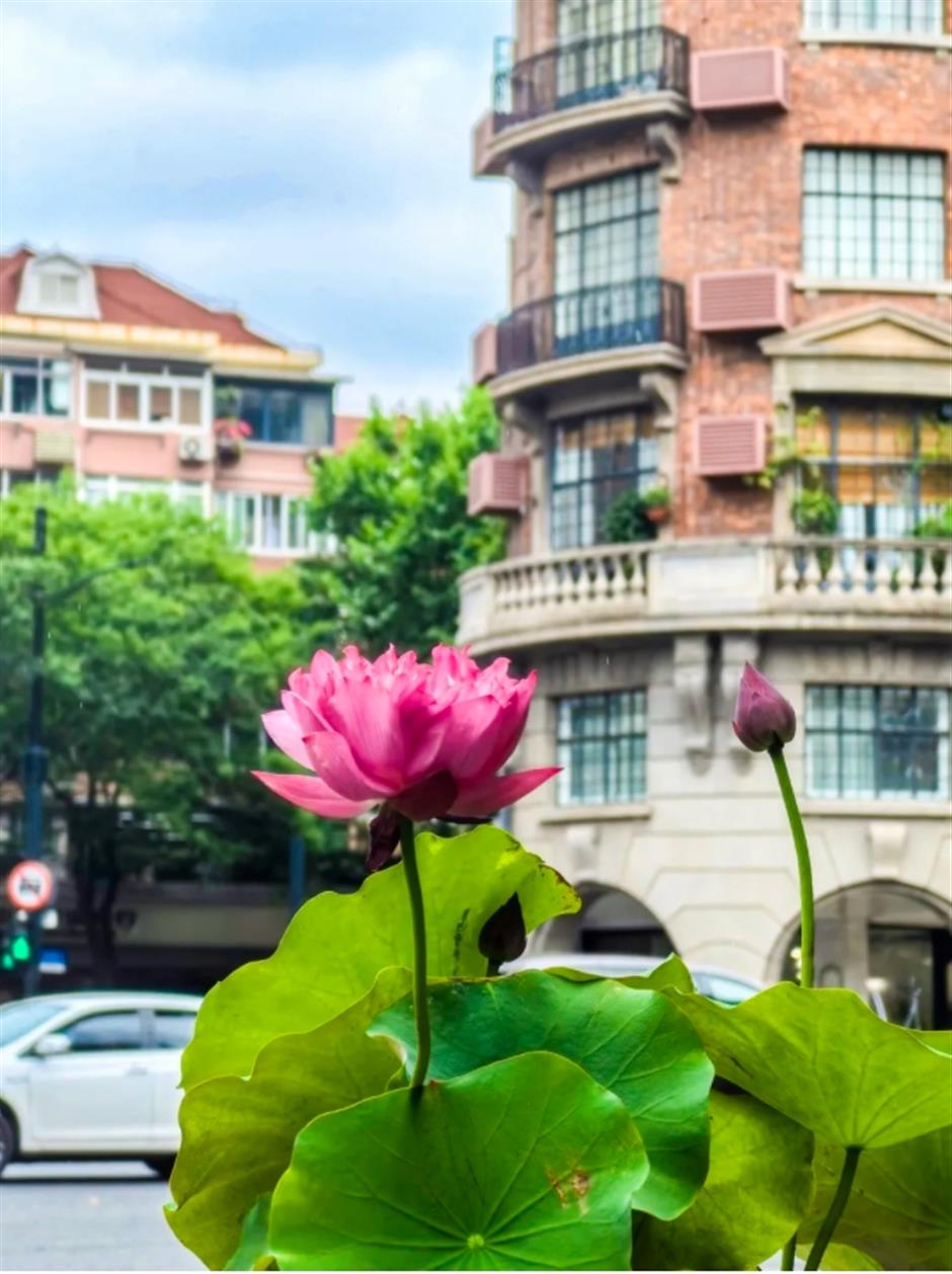 上海市中心這盆荷花一定是下一個爆火機位!