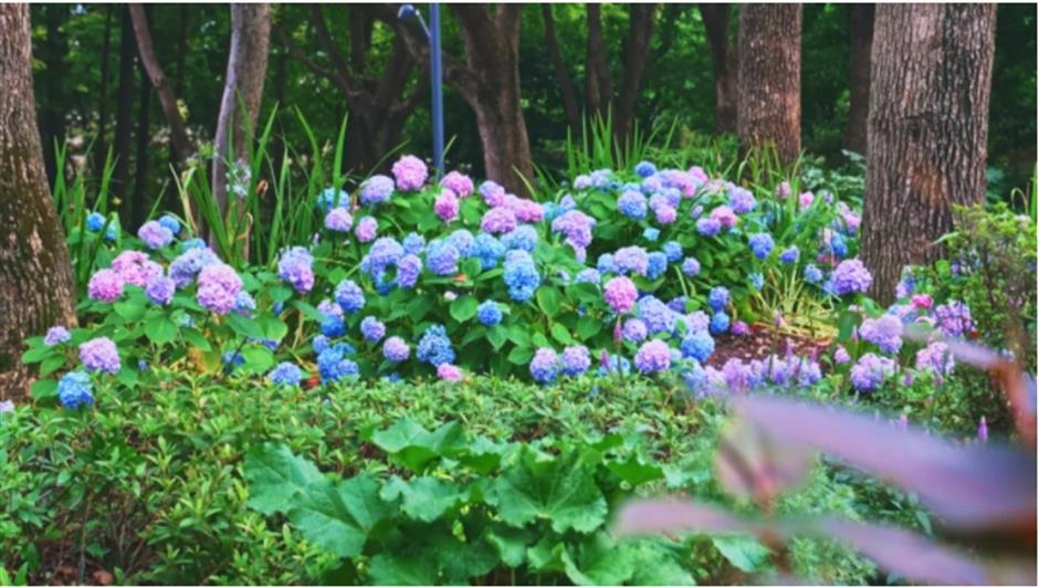 上海市中心也有山湖秀美!满目绿意带来夏日清凉~