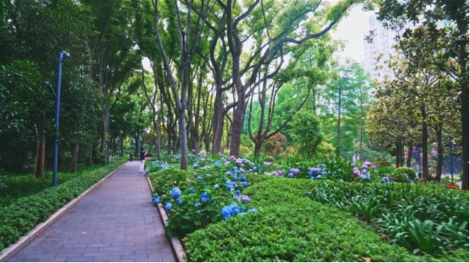上海市中心也有山湖秀美!满目绿意带来夏日清凉~