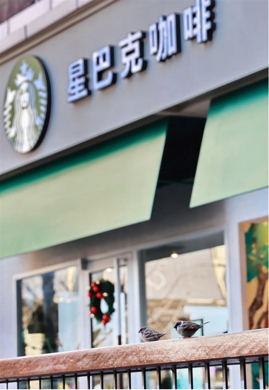 上海市中心這盆荷花一定是下一個爆火機位!