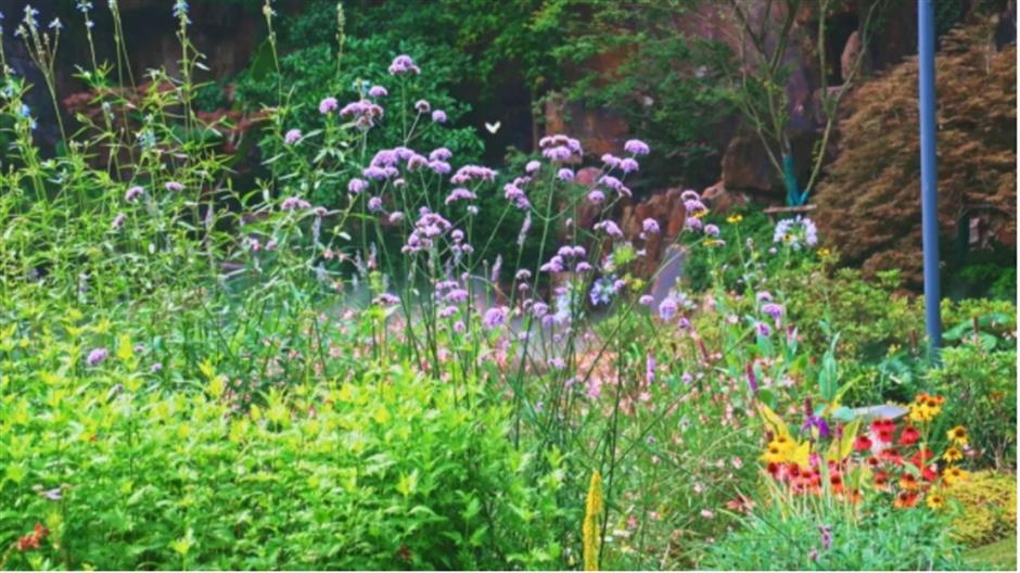 上海市中心也有山湖秀美!满目绿意带来夏日清凉~