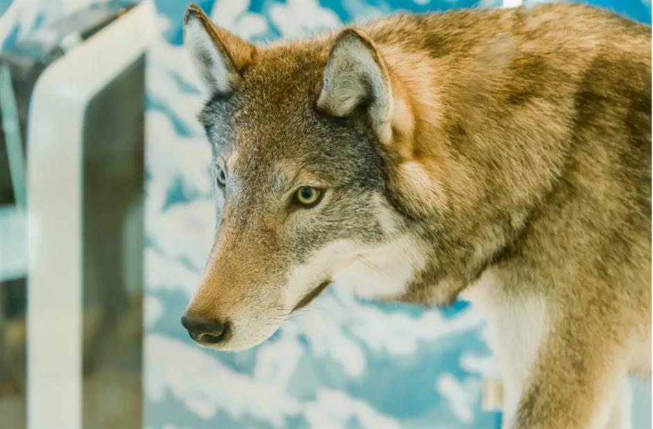 上海這個商場竟然把北極熊和它的夥伴們搬來了!