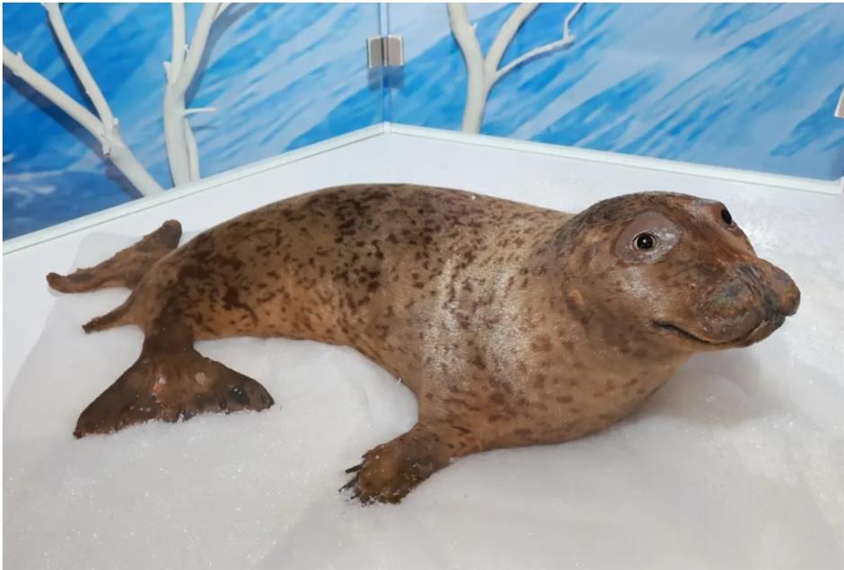 上海這個商場竟然把北極熊和它的夥伴們搬來了!