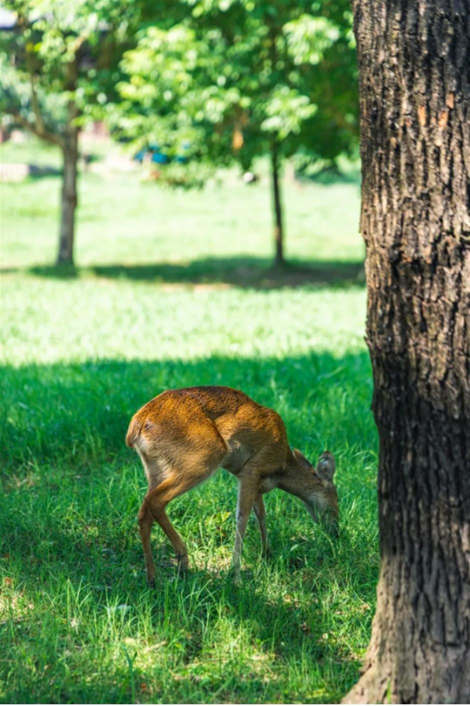 不是奈良去不起,是上海這個免費公園更有性價比!