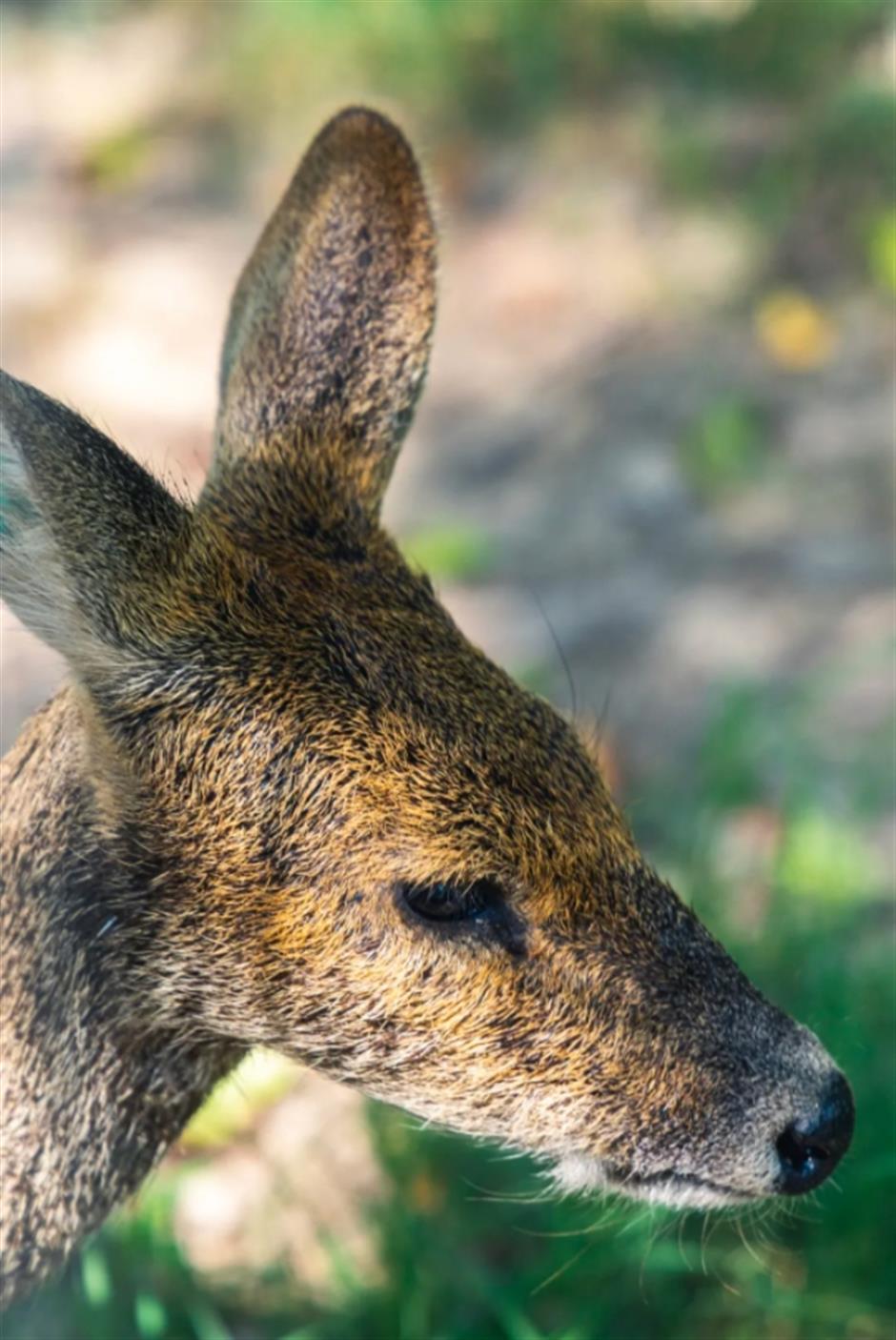 不是奈良去不起,是上海這個免費公園更有性價比!