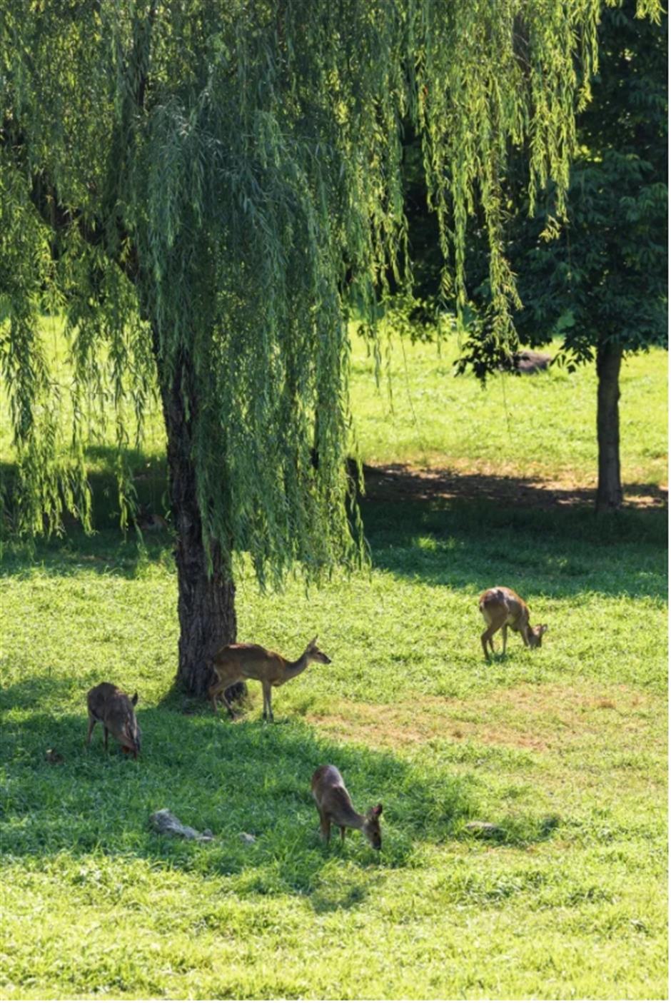 不是奈良去不起,是上海這個免費公園更有性價比!