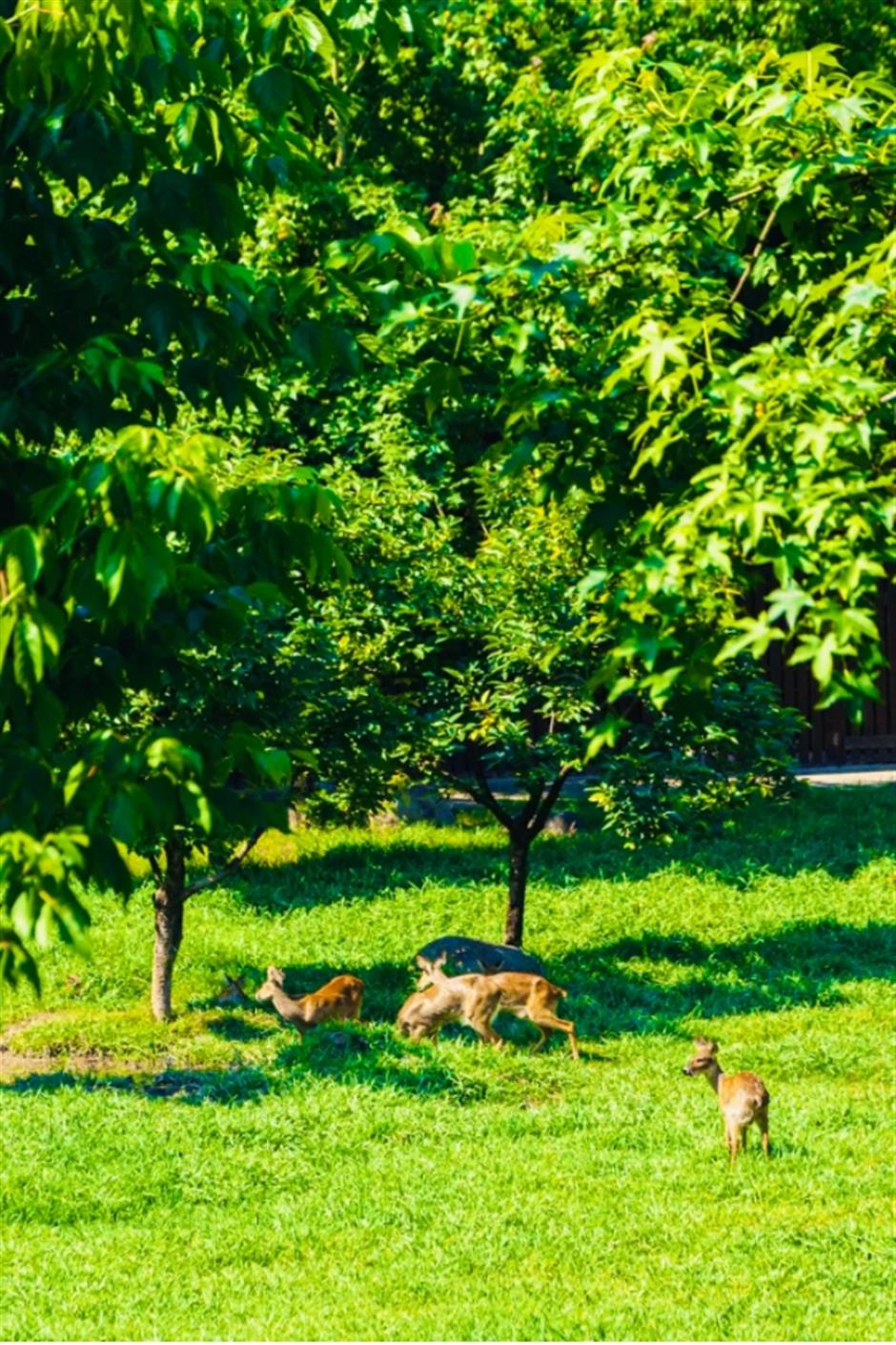不是奈良去不起,是上海這個免費公園更有性價比!