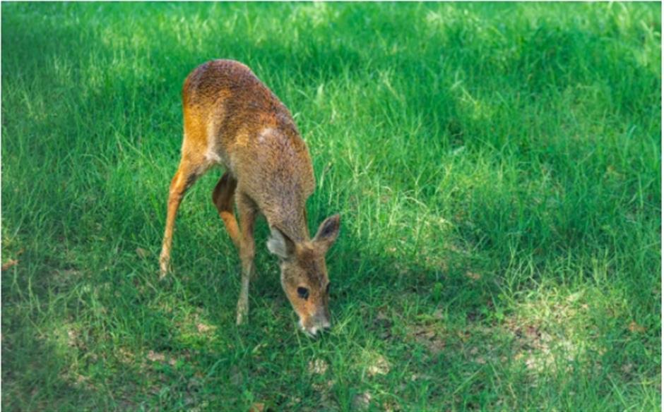 不是奈良去不起,是上海這個免費公園更有性價比!