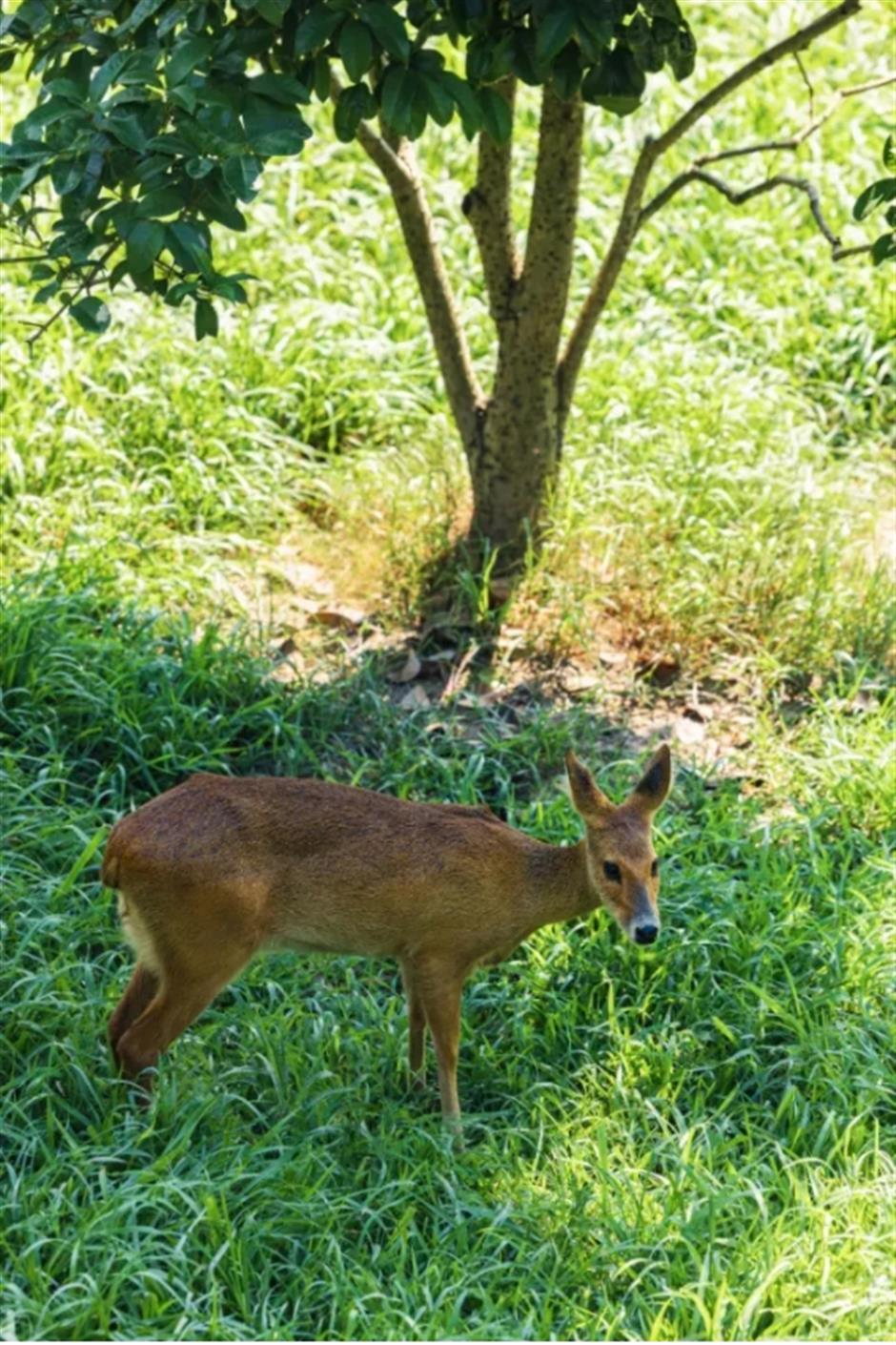 不是奈良去不起,是上海這個免費公園更有性價比!