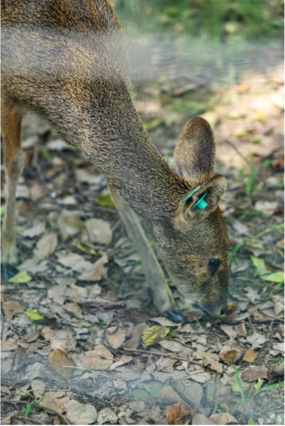 不是奈良去不起,是上海這個免費公園更有性價比!