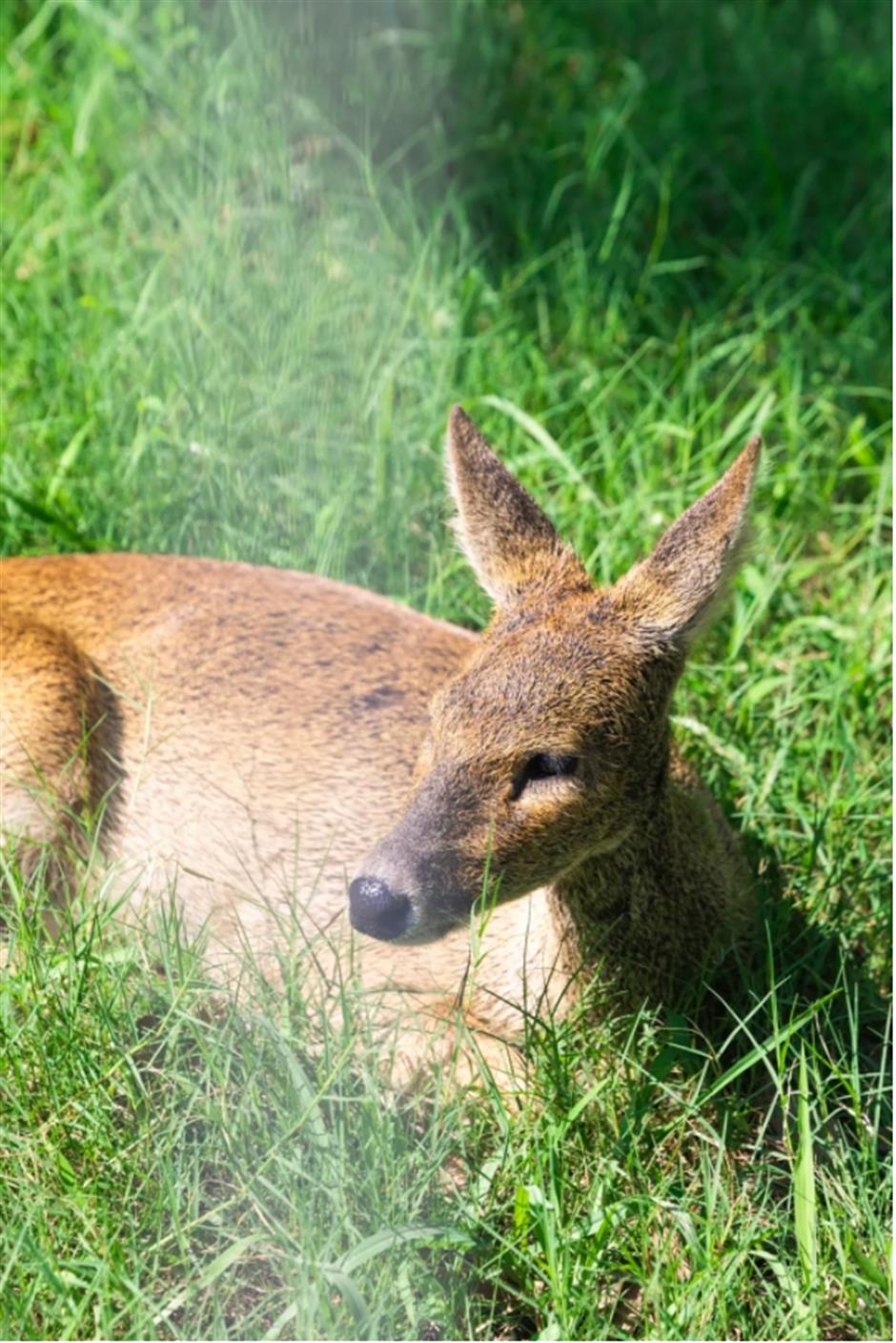 不是奈良去不起,是上海這個免費公園更有性價比!