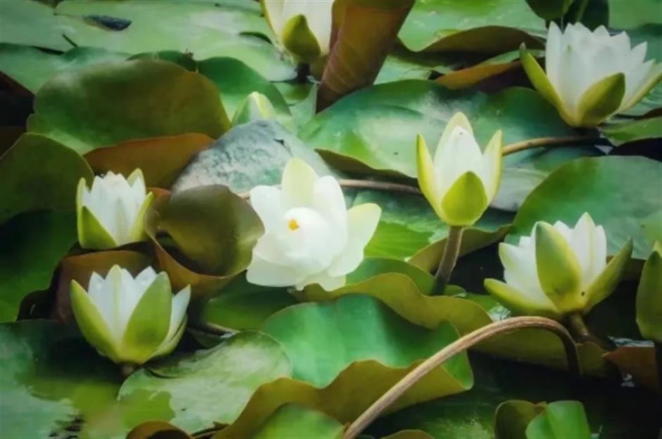 不是奈良去不起,是上海這個免費公園更有性價比!