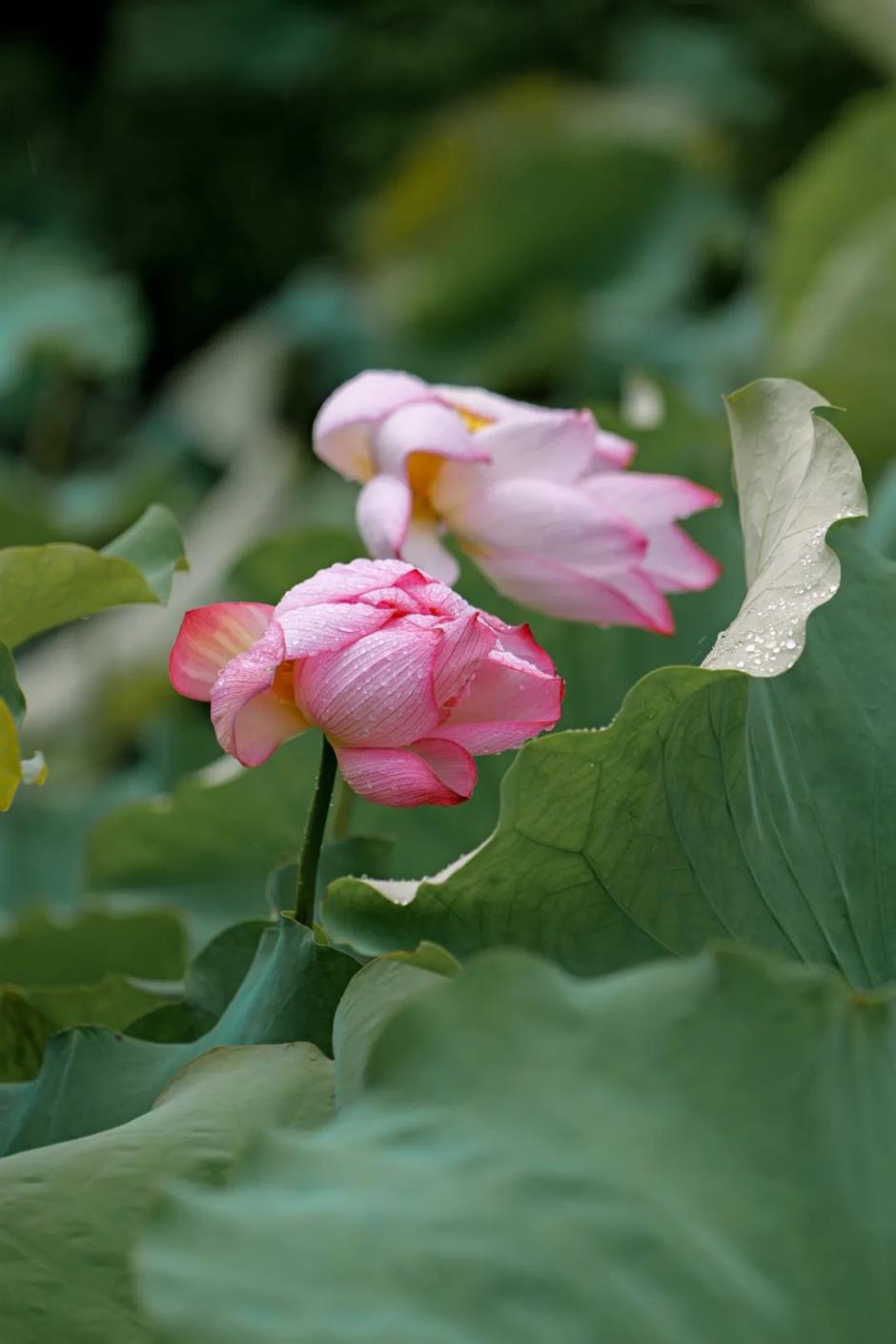 这里美成了如诗如画的