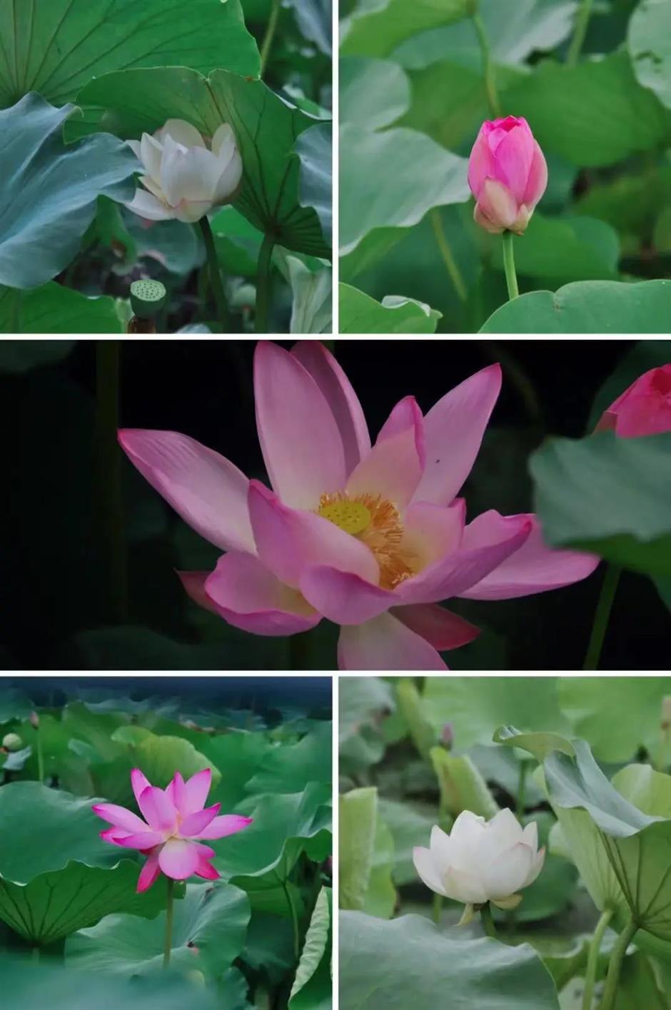 凭美貌出圈!快来