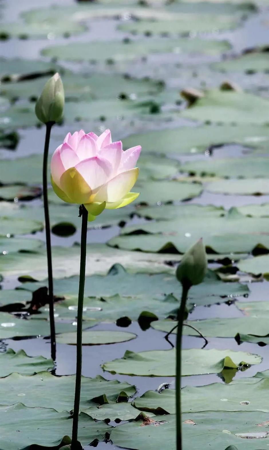 凭美貌出圈!快来