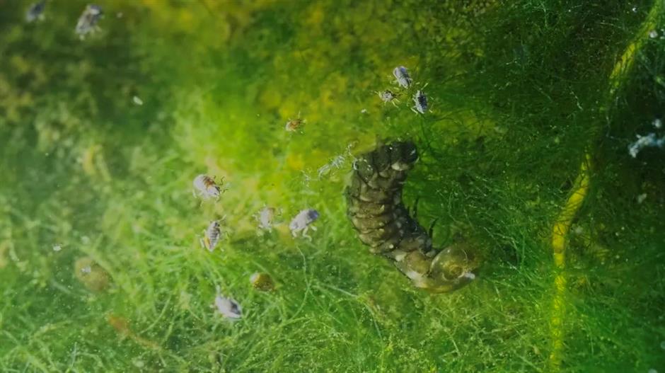 开启夜游,上海这些公园花头多