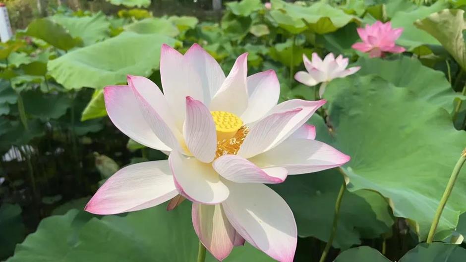 凭美貌出圈!快来