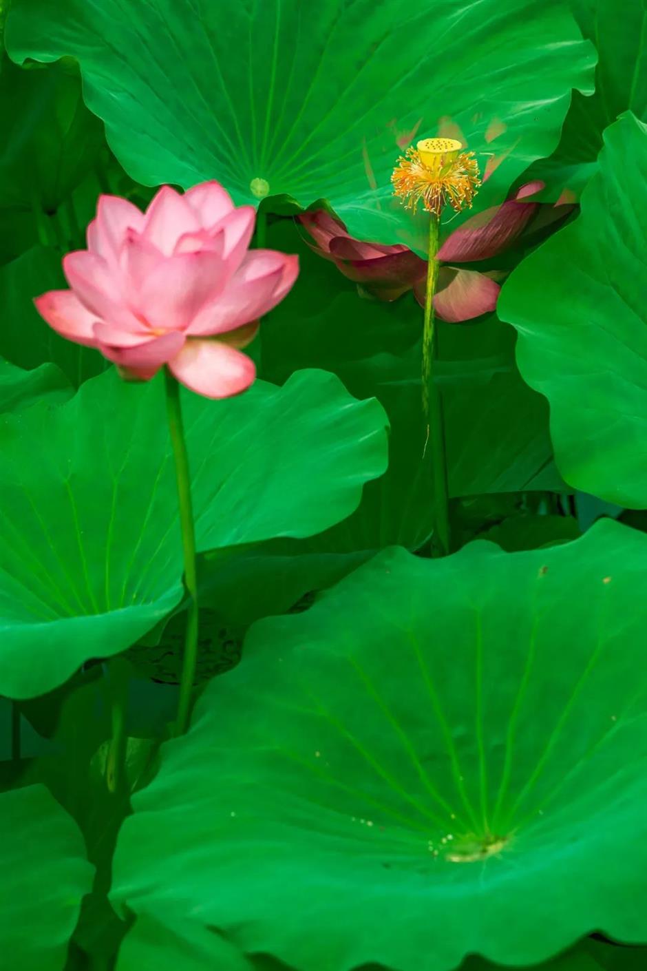 凭美貌出圈!快来