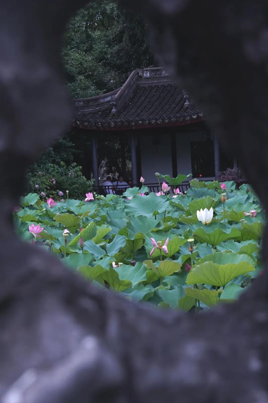 上海荷花睡莲展明起对公众开放