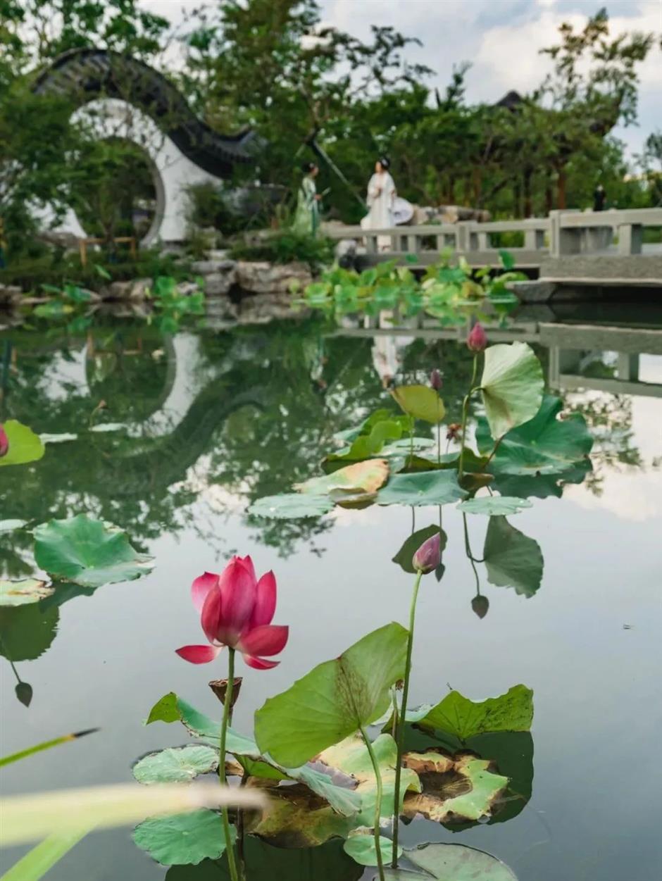 上海荷花睡莲展明起对公众开放